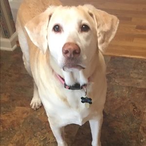 Meet your Posher, Leslie